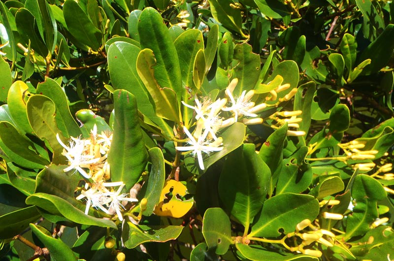 色鮮やかな植物